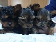 Reinrassige Yorkshire Terrier Welpen verkaufen - Gammertingen