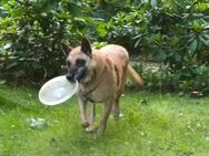 DRINGEND ‼️ RUBY ‼️Wer kann helfen? - München