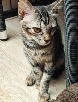 Unwiderstehliche Tabby - Margetshöchheim