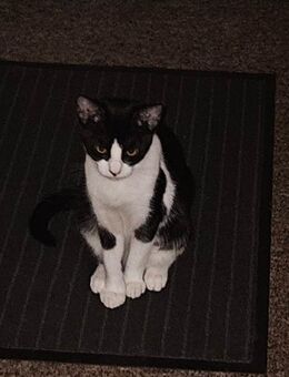 Hauskatze Weiblich - Köln