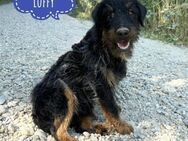 Luffy ein Traumwesen - Flörsheim-Dalsheim