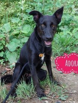 Adora die alles Liebende - Flörsheim-Dalsheim