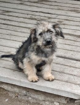 Welpe Cooper sucht ein Zuhause - Leipzig