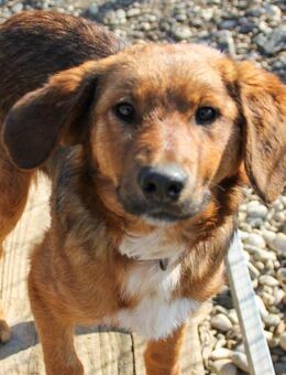 Dario wartet auf seine Herzensmenschen - Schwabach