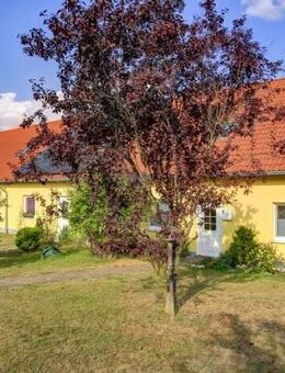 Reihen-Endhaus in Massivbauweise, nicht unterkellert mit ausgebautem Dachgeschoß in der Nähe des Süßen See - Seegebiet Mansfelder Land