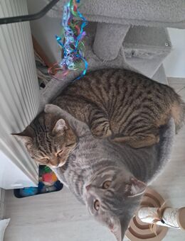 2 BKH - Kater zeitnah abzugeben - Hanau (Brüder-Grimm-Stadt)