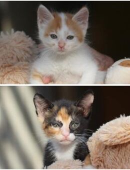 Coca & Cola - Kuschelplatz gesucht - Walluf