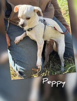 Ich heiße Peppy ... - Frankfurt (Main)