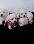 Süße Welpen in 40210