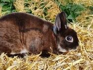schöner kleiner Rexzwerg Kastrat sucht ein neues zuhause - Gelsenkirchen Ückendorf