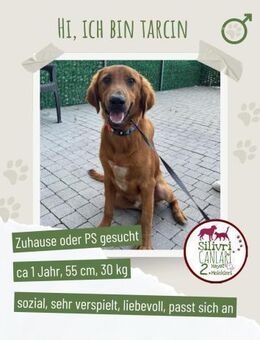 Tarcin sucht ein Zuhause/Pflegestelle - Nürtingen