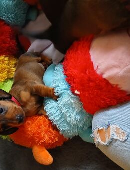 Wunderschöne Mix aus langhaar und rauhaar dackel - Hamm