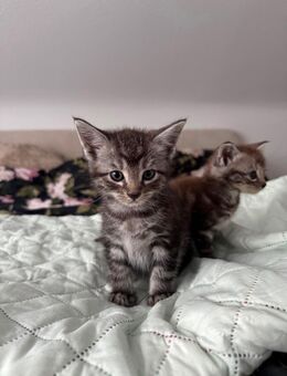 BKH-Mix Kitten - Bad Mergentheim Zentrum