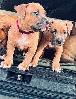 Wunderschöne American Bully Classic Welpen suchen ein liebevolles Zuhause - Lauchhammer Zentrum
