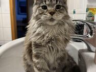 Maincoon Deckkater gesucht! - Bilshausen