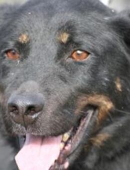 Canja - munter u. kinderlieb - Lohra