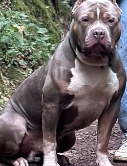 American bully deckrüde XL - Hannoversch Münden