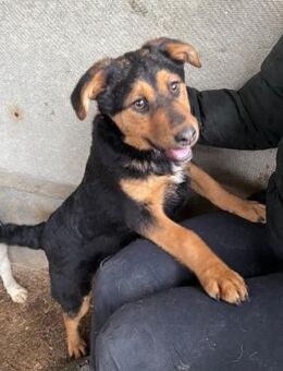 Mini Grinchie von kettenlos - Bollingstedt