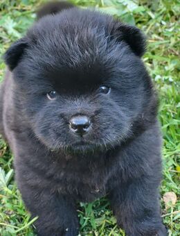 Chwo-Chwo-Welpen Reinrassig - Bedburg