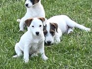 Süße Jack Russell Terrier Welpen suchen ein neues liebevolles Zuhause 🐶 - Kyritz