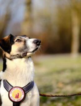 Lio sucht ein geduldiges Zuhause - München