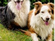 Deckrüden Border Collie und Australian Shepherd - Osterrönfeld