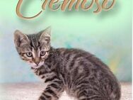 Cremoso, ein anhaengliches Katzenkind - Brunstorf