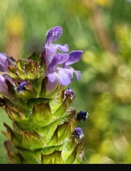 Kleine Braunelle (Prunella vulgaris) Kleine Brunelle - Horgenzell