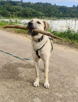 NOTFALL – Stella, Weiblich ca. 12 Monate hat ihre Pflegestelle verloren! Aktuell in 06347 Gerbstedt - Gerbstedt