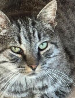 🆘 Notfall 🆘❤️Herzensguter Jerry❤️ - Eislingen (Fils)