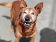 Sorgenfellchen BOBBI 💙 sucht sein Glück - Fahrenzhausen