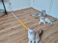 Zuckersüß BKH Kitten - Köln