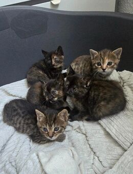 5 süße BKH-Kitten suchen ein liebevolles Zuhause - Herborn (Hessen)