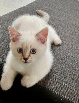 kleiner weißer Kater BKH - Oberrot
