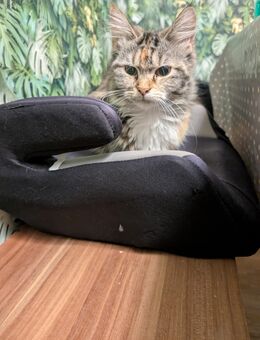 Main Coon Mädchen - Aschersleben
