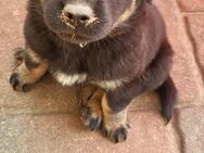 Labrador Bordercollie Welpen - Drage (Niedersachsen)