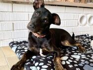 Bailey - ein Blick zum dahinschmelzen - Grevenbroich