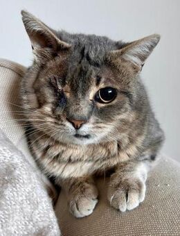 Lucky ein tapferer Kater sucht - Benediktbeuern