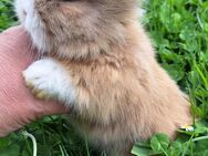 Zwergkaninchen Löwenkopf mix Zwergwidder Die Kaninchen sind nicht SCHÜCHTERN ;) - Schöntal