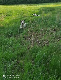 Border Collie Mischling... weiblich, NICHT zu verkaufen!! - Neukirch (Lausitz)