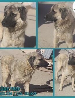 Tref großer Kangal Mischling Rüde jung - Margetshöchheim