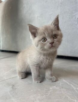 4 BKH Kitten abgabebereit - Butzbach (Friedrich-Ludwig-Weidig-Stadt) Zentrum