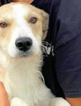 ROSARIA - so eine nette Hündin - Regensburg