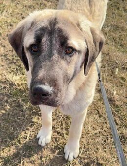 Noel ist sehr freundlich, aufgeschlossen - Blankenheim (Nordrhein-Westfalen)