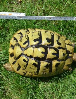 Griech. Landschildkröte, eierlegend, geb. 1999 - Staig