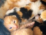 7 Katzenbabys Maine Coon und BKH Mischlinge - Alfter