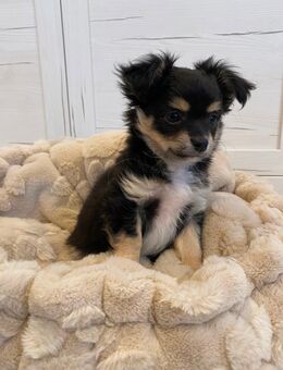 Chihuahua Welpe Rüde reinrassig Black Tricolor sucht absofort liebevolles Zuhause - Lanitz-Hassel-Tal