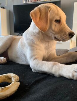 Mäx sucht neuen Dosenöffner - Bonn