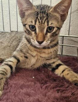 Nascha kleine Entdeckerin sucht dich ❤ - München