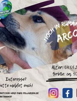 ARCO - bereit für's Hunde-1x1 - Waakirchen
